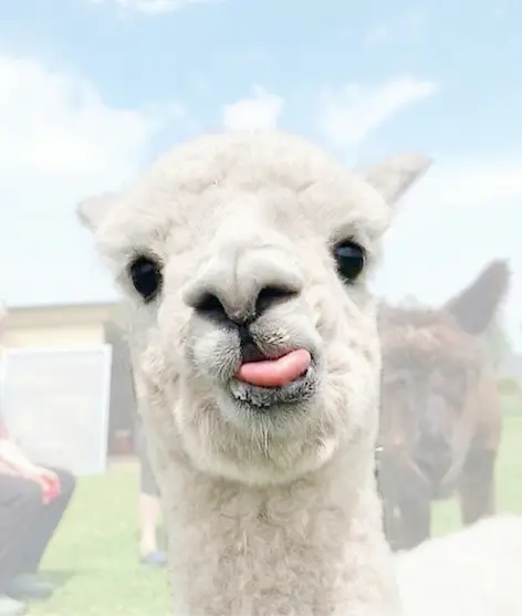 Mascote Jubiscreuzo